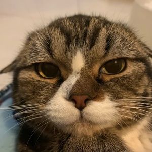 Meet your Posher, 小猫